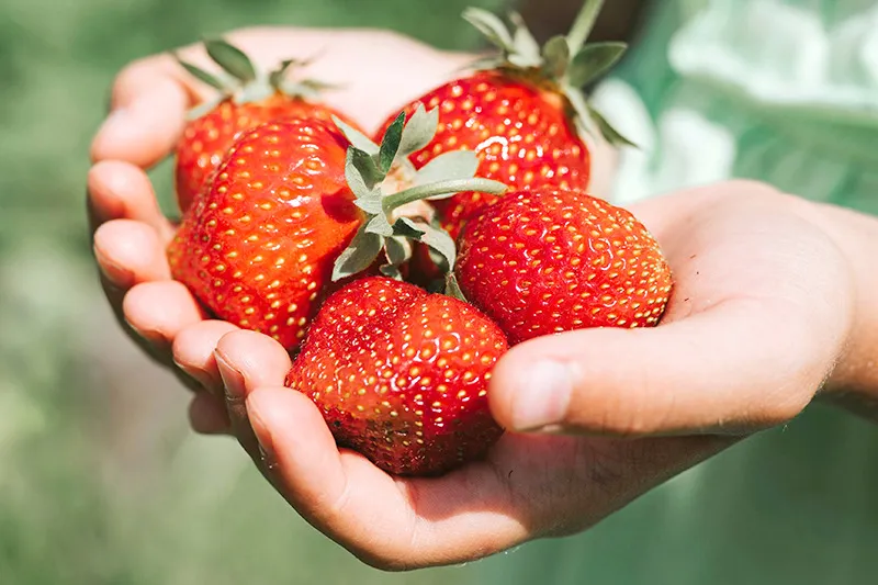 館山市内でいちご狩りが楽しめます!